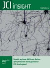 Hepatic arginase deficiency fosters dysmyelination during postnatal CNS development