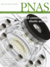 Neonatal helper-dependent adenoviral vector gene therapy mediates correction of hemophilia A and tolerance to human factor VIII
