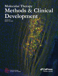 Gene therapy for guanidinoacetate methyltransferase deficiency restores cerebral and myocardial creatine while resolving behavioral abnormalities